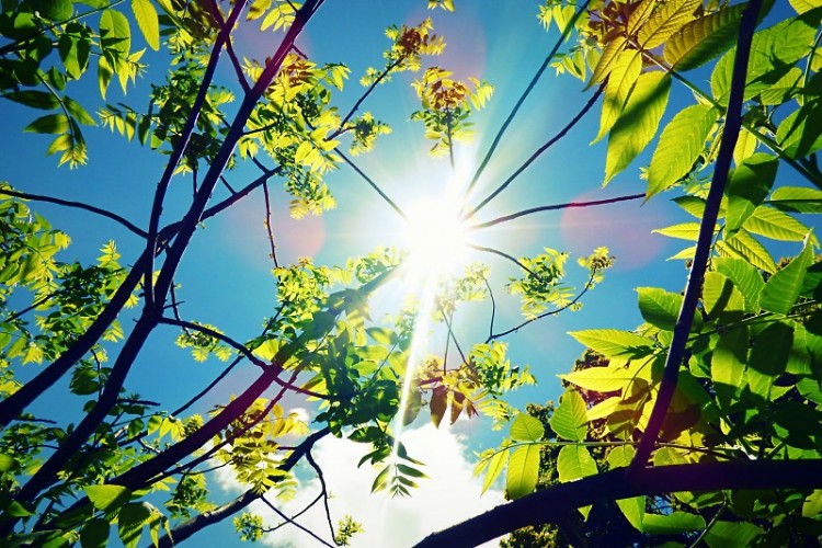 The sun shining down between branches and leaves