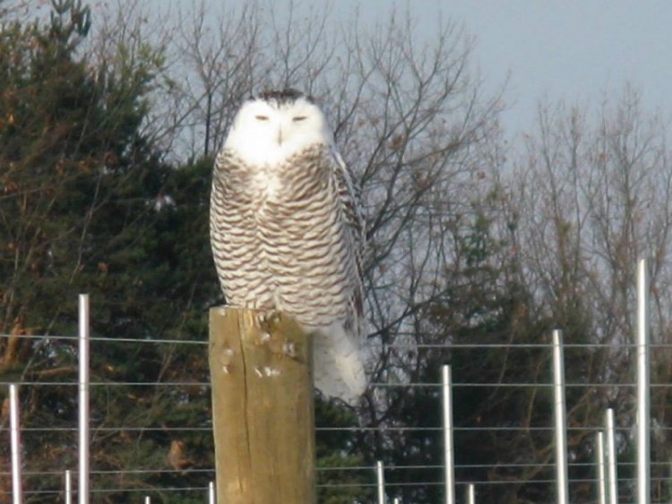 Snowy owl spotted on a farm in Grand Rapids 