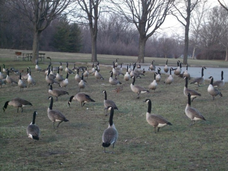 Geese at Riverside Park
