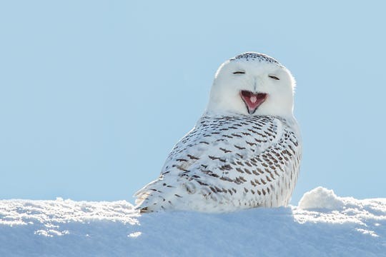 Just in time for winter, snowy owls will descend on Michigan.