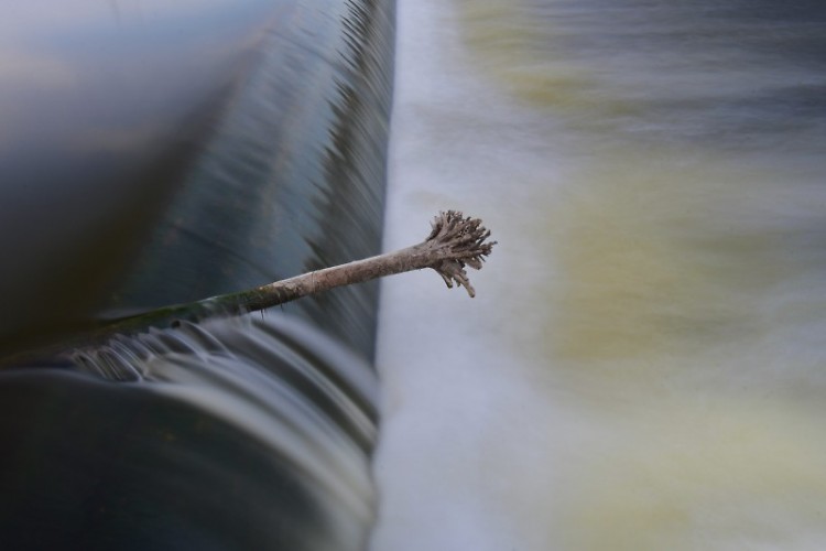 A log sticking out of the water