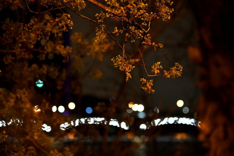 The lights of downtown Grand Rapids behind a branch of in-focus, orange-tinted leaves