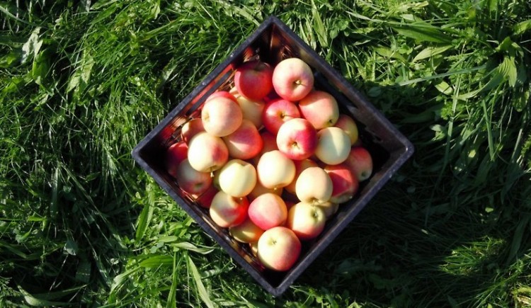These apples were donated to the Food Bank in September by Bridgett Tubbs-Carlon of Ada.