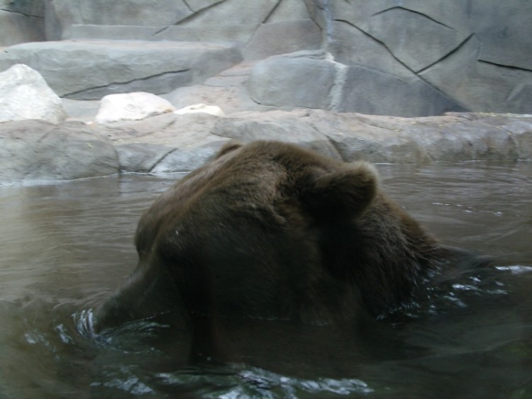 Attendees of Zoobilee will get the opportunity to see how the zookeepers train their bears.