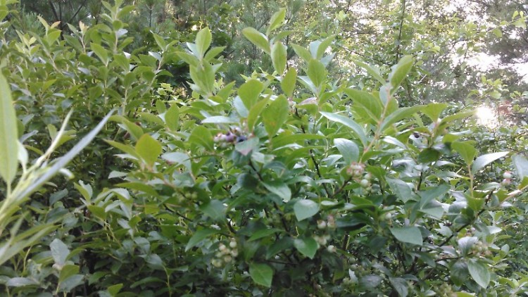 Crooked Lake Marsh is a popular spot for picking wild blueberries. 