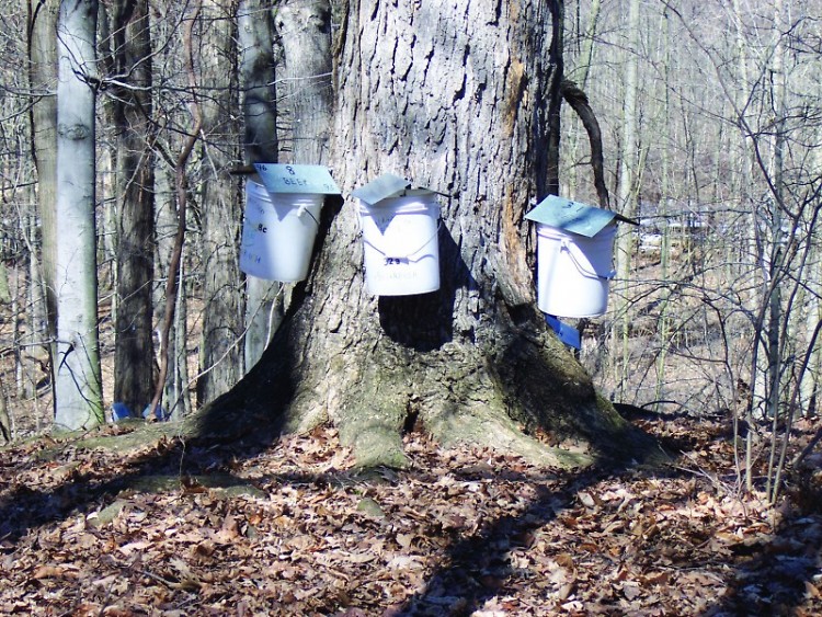 Blandford Nature Center Sugar Maples Tapped for Sap