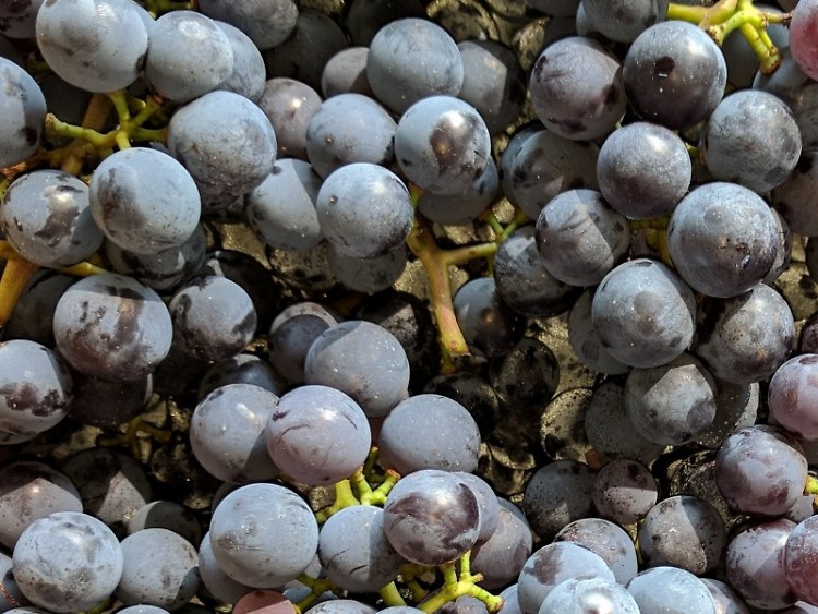 Michigan Grown Grapes