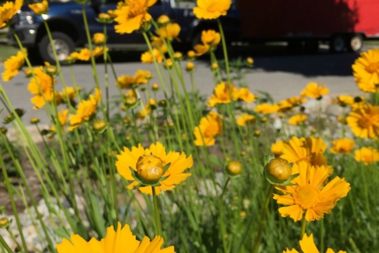 Coreopsis, a wildflower now growing in a curbside garden