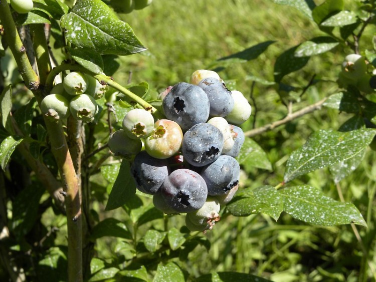 Almost ready blueberries at the centennial Lindberg family farm.