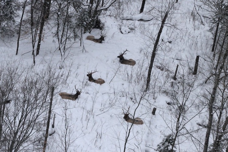 Michigan DNR pilot Neil Harri spotted this small herd of elk resting in the snow as he flew above the Gaylord area.