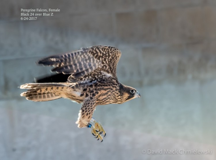 Peregrine falcon restoration is due to successfully breeding birds in captivity and releasing them into the wild.