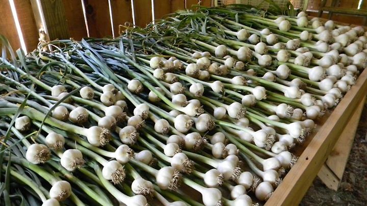 Part of the 2012 garlic crop.