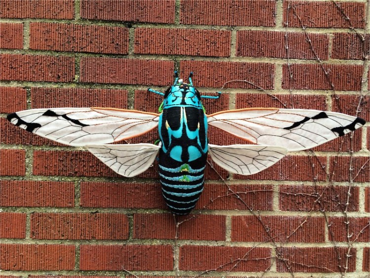 Zammara Cicada, 2015