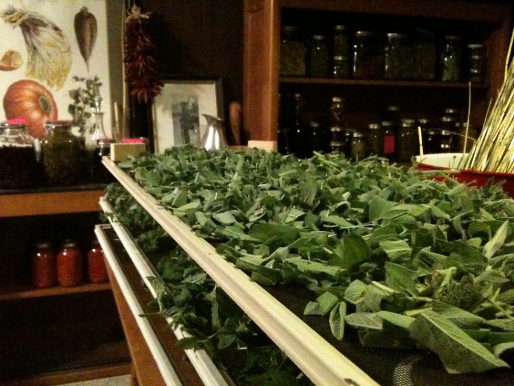 Sage and other garden herbs from Starner's gardens drying on screens