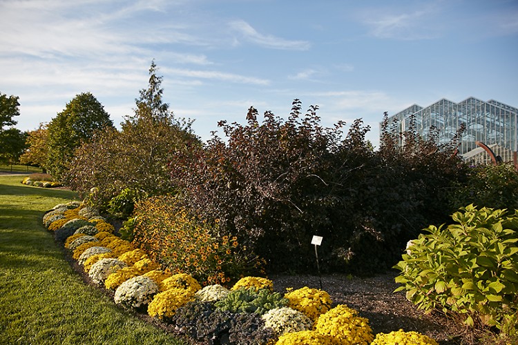 "Chrysanthemums and More!" at Frederik Meijer Gardens & Sculpture Park