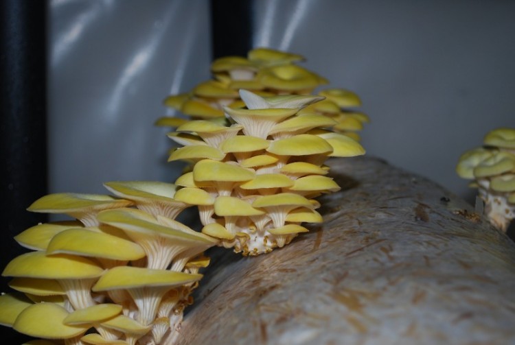 Golden Oyster mushrooms almost ready for harvest in The Urban Mushroom's grow room.
