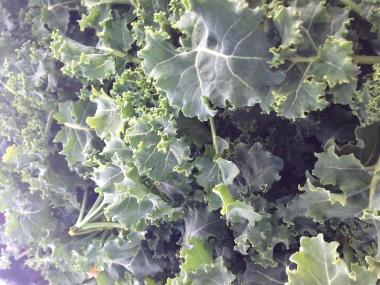 Winter Kale, grown in a Michigan greenhouse