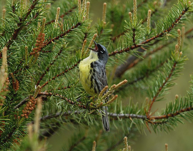 Male Kirtland’s warblers return to Michigan from the Bahamas in early May and court females with song.