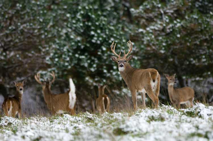 Improving habitat for white-tailed deer often helps improve habitat for species.