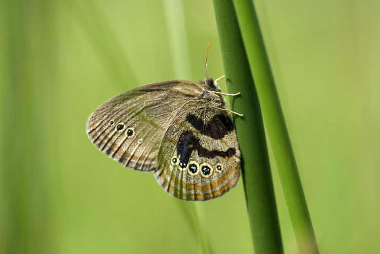 ﻿﻿﻿Mitchell's Satyr Butterfly is a federally endangered species in Michigan.