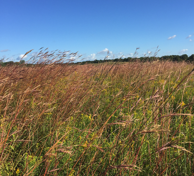 Restored grassland resulting from a partnership between National Wild Turkey Federation and Michigan DNR.