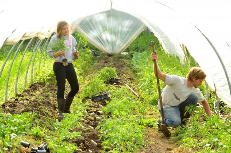 Riliegh Haan and Lance Kraai planting peppers in the catepillar tunnel at New City Urban Farm