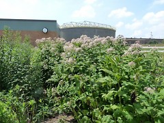 The River of Dreams rain garden is located at the Water Resource Recovery Facility