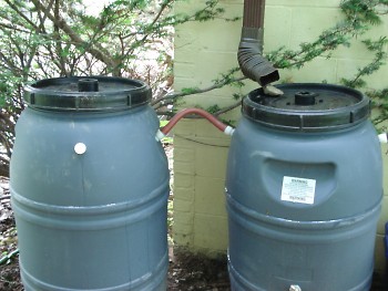 Pictured here, rainwater is diverted from a spout into rain barrels.