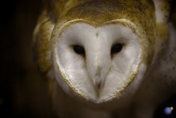 A barn owl at the zoo.