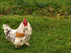 The failure of the ordinance to pass means city residents may not keep a chicken coop in their backyards.