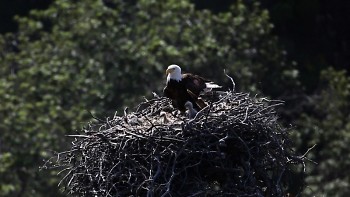 Today, there are about 800 nesting pairs of bald eagles in Michigan.
