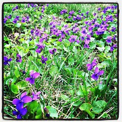 An early submission shows off violets taking over a spring yard.