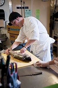 Butchering an Asian carp
