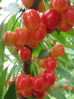 Fresh cherries only available to pickers