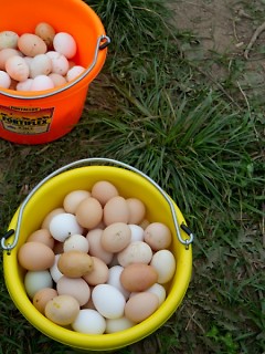 A rainbow of eggs from a variety of heritage breed hens.
