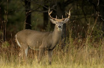 In 2018, about $61 million from hunting and fishing license sales went toward sustaining fish and wildlife in Michigan.