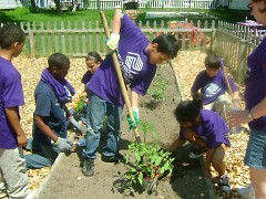 Club members planting their Summer garden at the Steil Club.