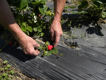 Roy Johnson shows off a ready-to-harvest strawberry