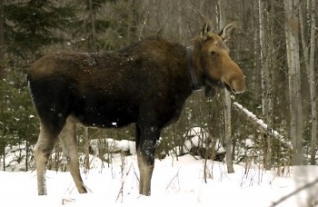 Efforts to restore Michigan’s moose herd have been in the works for nearly a century. 