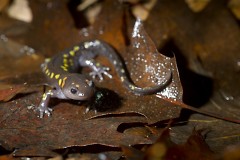 Fallen trees make great habitat for salamanders, such as the yellow-spotted salamander. 