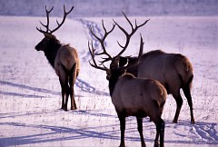 This year marks the 100th anniversary of the elk's reintroduction to the Great Lakes State.