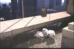 Peregrine falcons have adapted and made their own nesting spots atop tall buildings and bridges.