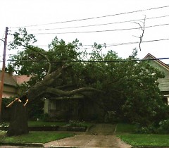 A hollow tree fell on a house on Fitzhugh Street.