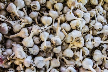 Michigan grown garlic