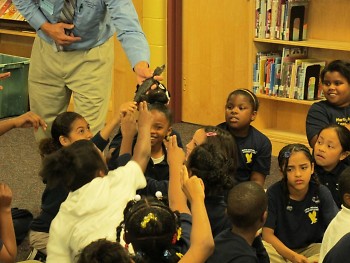 Critchlow distributes alligators to the class at MLK elementary