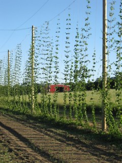 Hops farm in Michigan