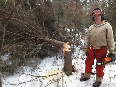 Sam Hudnutt stands beside a black spruce he felled to create horizontal cover for snowshoe hare.