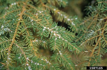 Forest ecosystems throughout the state could change as a result of Hemlock woolly adelgids, threatening habitat for wildlife.