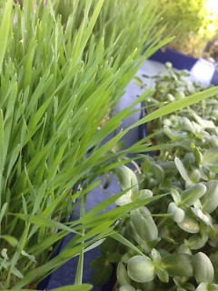 Microgreens and Wheat grass at FSFM