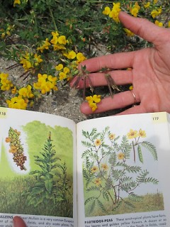 Starner using a plant ID guide in the field to learn new plants.